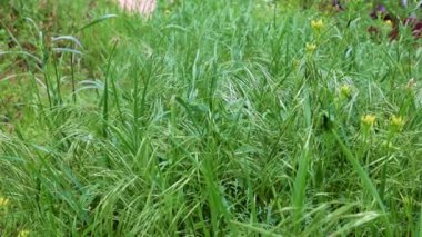 Saflığın sembolü olarak yüksek bir dağ çayırında güzel yeşil çimenler.