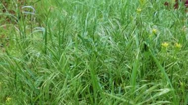 Saflığın sembolü olarak yüksek bir dağ çayırında güzel yeşil çimenler.