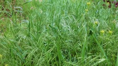 Saflığın sembolü olarak yüksek bir dağ çayırında güzel yeşil çimenler.