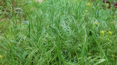 Saflığın sembolü olarak yüksek bir dağ çayırında güzel yeşil çimenler.