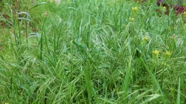 Saflığın sembolü olarak yüksek bir dağ çayırında güzel yeşil çimenler.