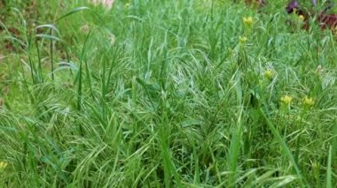 Saflığın sembolü olarak yüksek bir dağ çayırında güzel yeşil çimenler.