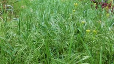 Saflığın sembolü olarak yüksek bir dağ çayırında güzel yeşil çimenler.