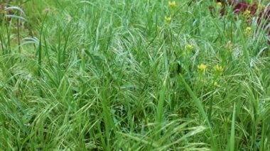 Saflığın sembolü olarak yüksek bir dağ çayırında güzel yeşil çimenler.