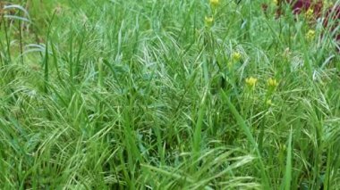 Saflığın sembolü olarak yüksek bir dağ çayırında güzel yeşil çimenler.