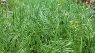 Saflığın sembolü olarak yüksek bir dağ çayırında güzel yeşil çimenler.