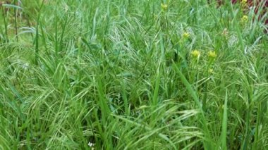 Saflığın sembolü olarak yüksek bir dağ çayırında güzel yeşil çimenler.