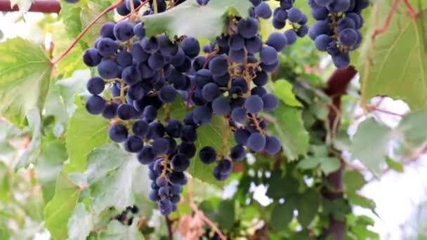 Mooie Rijpe Trossen Rode Druiven Een Tak Een Wijngaard — Stockvideo