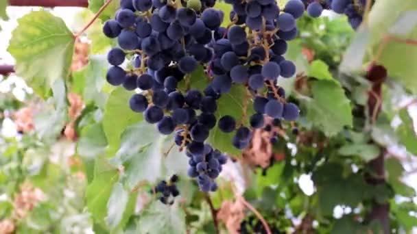 在葡萄园的枝条上挂着一丛丛漂亮的成熟红葡萄 — 图库视频影像