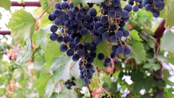 在葡萄园的枝条上挂着一丛丛漂亮的成熟红葡萄 — 图库视频影像