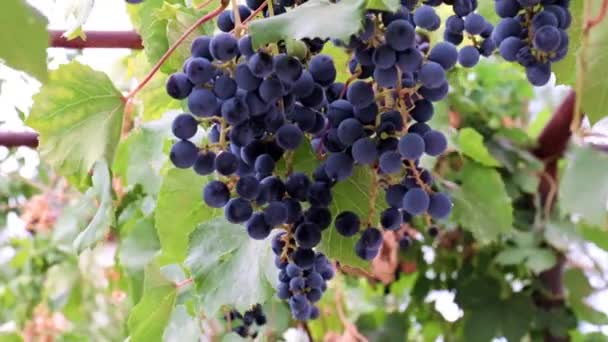 Belles Grappes Mûres Raisins Rouges Sur Une Branche Dans Vignoble — Video