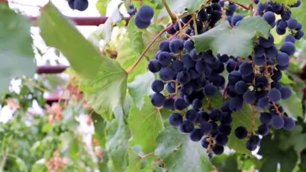 Bonitos Racimos Maduros Uvas Rojas Una Rama Viñedo — Vídeo de stock