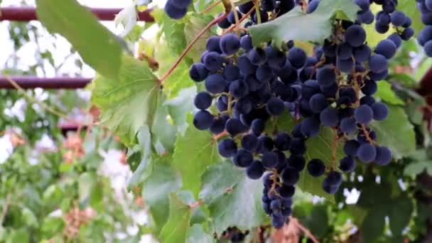 Mooie Rijpe Trossen Rode Druiven Een Tak Een Wijngaard — Stockvideo