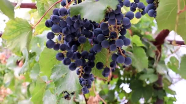 Lovely Ripe Bunches Red Grapes Branch Vineyard — Stock Video