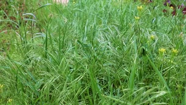 Belle Herbe Verte Sur Une Prairie Haute Montagne Comme Symbole — Video