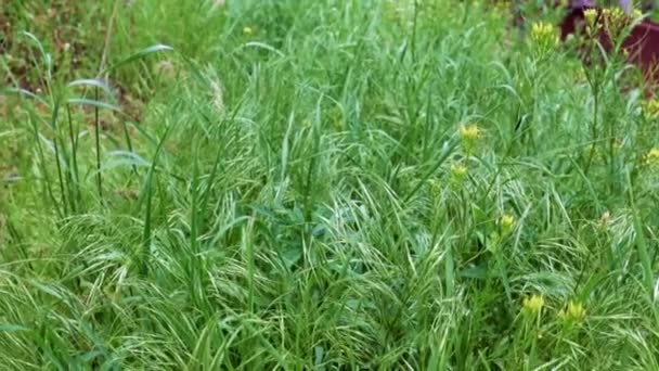 Belle Herbe Verte Sur Une Prairie Haute Montagne Comme Symbole — Video