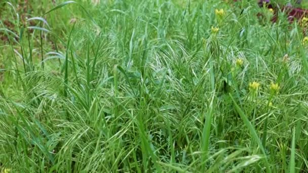 純潔の象徴として高い山の牧草地にある美しい緑の草 — ストック動画