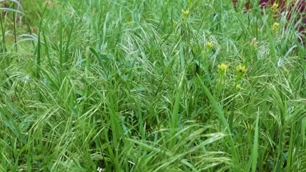 Piękna Zielona Trawa Wysokogórskiej Łące Jako Symbol Czystości — Wideo stockowe