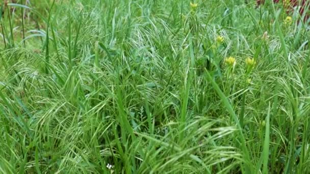 Belle Herbe Verte Sur Une Prairie Haute Montagne Comme Symbole — Video