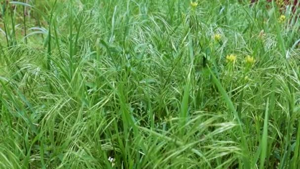 Hermosa Hierba Verde Prado Alta Montaña Como Símbolo Pureza — Vídeos de Stock