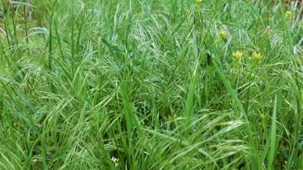 Belle Herbe Verte Sur Une Prairie Haute Montagne Comme Symbole — Video