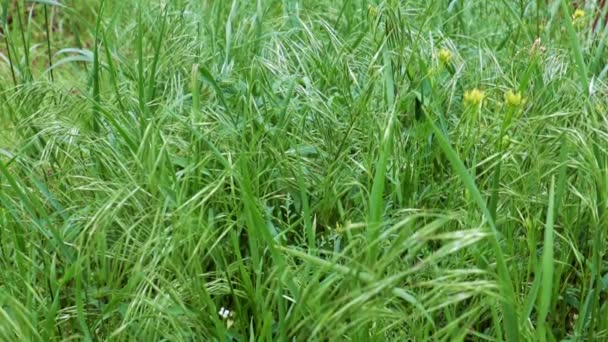 高山草地上美丽的绿草是纯洁的象征 — 图库视频影像