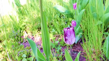 Park sokağında güzel mor şakayıklar