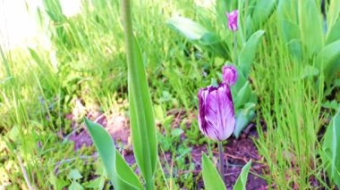 Park sokağında güzel mor şakayıklar