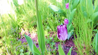 Park sokağında güzel mor şakayıklar