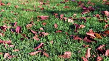 Sonbahar sarı yaprakları çimlerin yeşil çimlerinde uzanır.