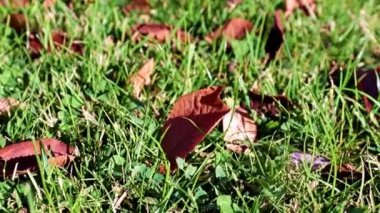 Sonbahar sarı yaprakları çimlerin yeşil çimlerinde uzanır.