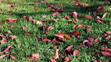 Sonbahar sarı yaprakları çimlerin yeşil çimlerinde uzanır.