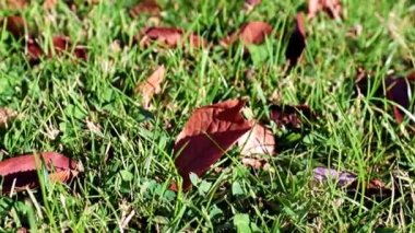 Sonbahar sarı yaprakları çimlerin yeşil çimlerinde uzanır.