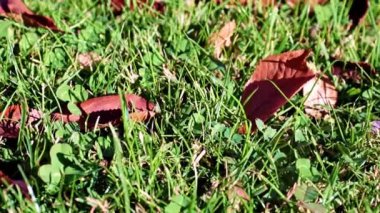 Sonbahar sarı yaprakları çimlerin yeşil çimlerinde uzanır.