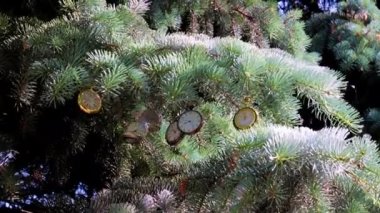 Bir Noel ağacının dalında asılı nefis bir klasik cep saati.