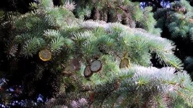 Bir Noel ağacının dalında asılı nefis bir klasik cep saati.