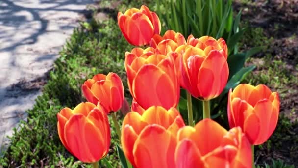 Красивые Алые Тюльпаны Качаются Порывами Воздуха — стоковое видео