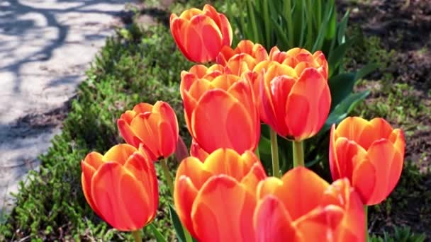 Beautiful Scarlet Tulips Swaying Gusts Air — Stock Video