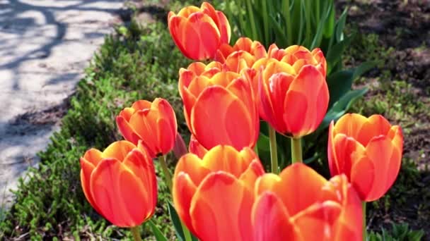 Beautiful Scarlet Tulips Swaying Gusts Air — Stock Video