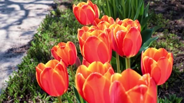 Hermosos Tulipanes Escarlata Balancean Bajo Las Ráfagas Aire — Vídeo de stock