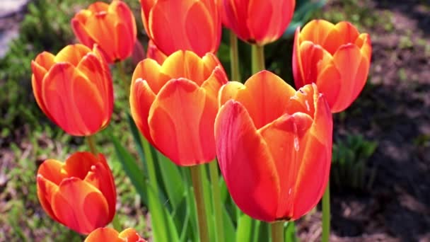 Belles Tulipes Écarlates Balancent Sous Les Rafales Air — Video