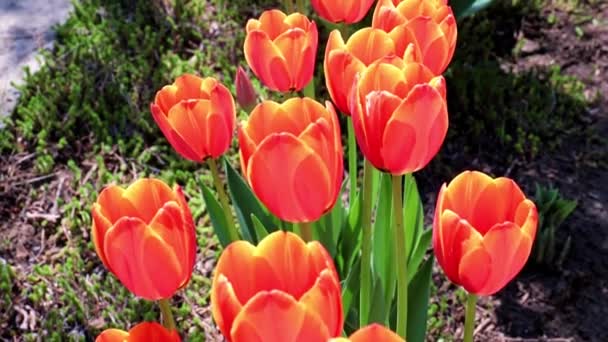 Beautiful Scarlet Tulips Swaying Gusts Air — Stock Video