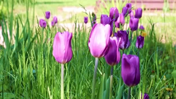 公园小巷上美丽的紫色牡丹 — 图库视频影像