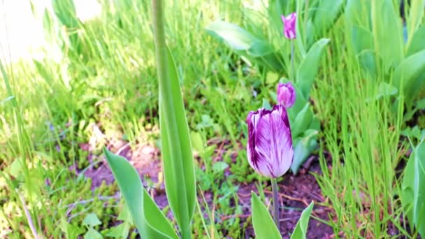 公園の路地にある美しい紫色の牡丹 — ストック動画