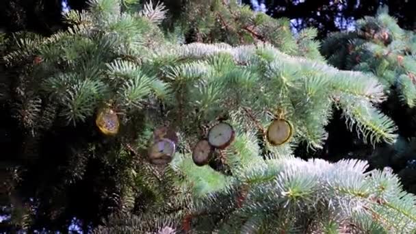 精美的老式怀表挂在圣诞树的树枝上 — 图库视频影像