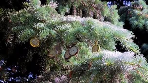 Prachtige Vintage Zakhorloge Opknoping Een Tak Van Een Kerstvakantie Dennenboom — Stockvideo