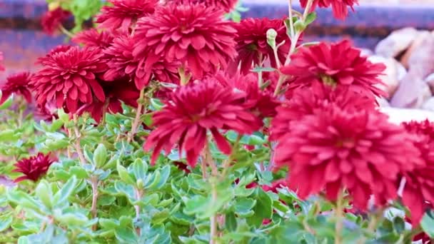 Bellissimi Crisantemi Giardino Sul Prato Del Parco — Video Stock