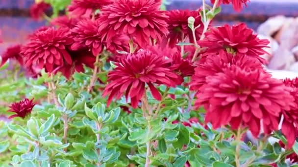 Beautiful Garden Chrysanthemums Lawn Park Area — Stock Video
