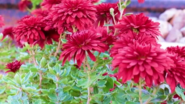 Hermosos Crisantemos Jardín Césped Zona Del Parque — Vídeo de stock