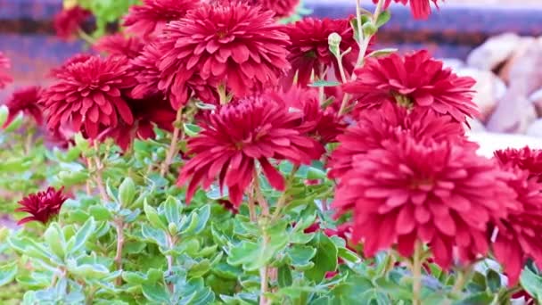 Hermosos Crisantemos Jardín Césped Zona Del Parque — Vídeo de stock